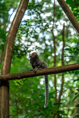 Naklejka na ściany i meble Marmoset monkey on a tree in the wild