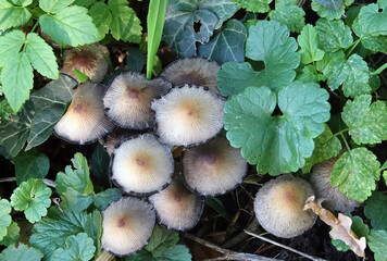 Fungus in public park in The Hague of the Netherlands