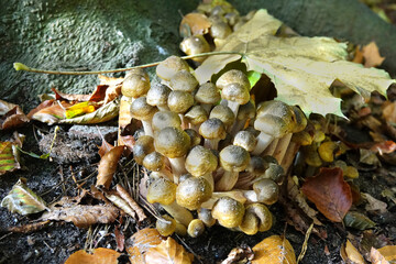 Fungus in public park in The Hague of the Netherlands