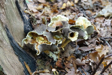 Fungus in public park in The Hague of the Netherlands