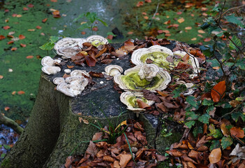 Fungus in public park in The Hague of the Netherlands