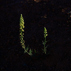 PLANTA SILVESTRE DE GUALDA (Reseda Luteola) ILUMINADA POR EL SOL