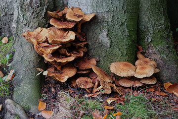 Fungus in public park in The Hague of the Netherlands