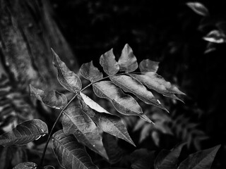 Black and white leaves