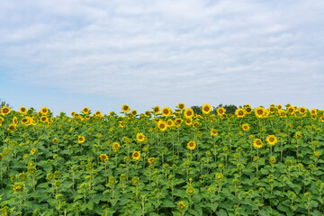 ひまわり畑

