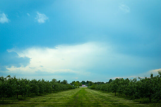 field and sky