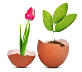 Seedling and tulip growing from the egg isolated on transparent background, PNG.