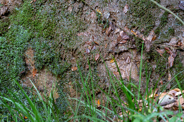 東京都世田谷区等々力渓谷の秋の景色