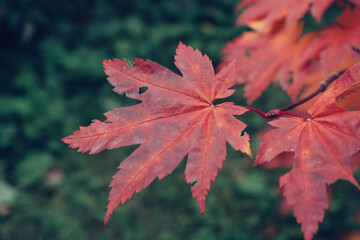 acer japonicum leaves at autumn