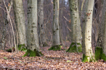 Carpinus betulus, the European or common hornbeam, is a species of tree in the birch family...