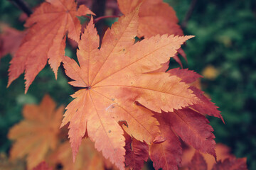 bright leaves of japanese maple tree