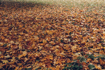 fallen maple leaves background