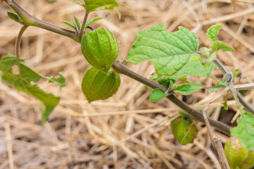 家庭菜園で育てるホオズキ