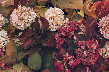 hydrangea flowers at autumn time