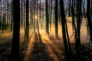 Sunrise in forest noth germany , europe with fog and lightsteaks
