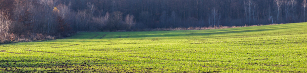 Panorama of an agricultural field of winter wheat. The green rows of young wheat on the field. Field with grain ladders in autumn. Winter wheat - bread crop.