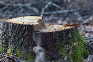 Deforestation concept. Stump of tree after cutting forest. Oak stump on the felling, apocalyptic...