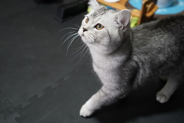 室内に居る猫