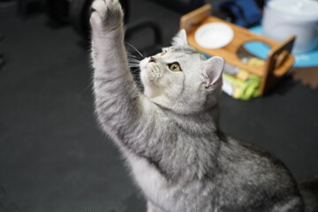 室内に居る猫