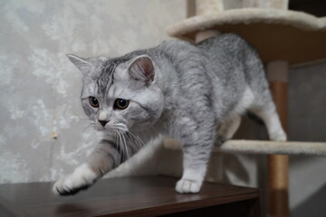 室内に居る猫
