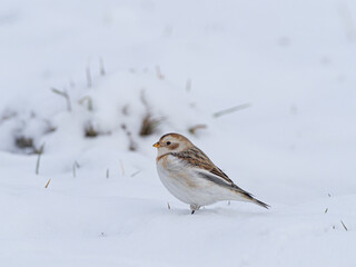 Schneeammer