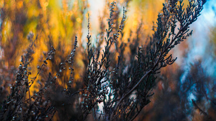 Bruyères et fougères dans la forêt des Landes de Gascogne, mises en valeur par la lumière du...