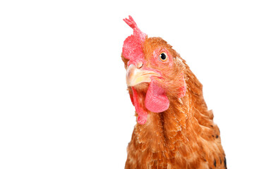 Portrait of a curious red hen closeup isolated on a white background