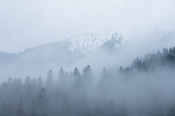 misty morning in the woods. silhouette of trees grove in thick white morning fog. pale color wood obscure by moisture in the mountains forest air.
