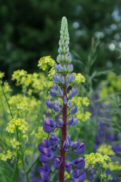 purple and yellow flowers