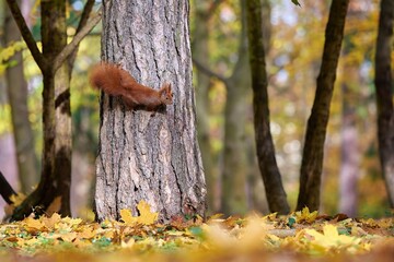 The Red Squirrel (Sciurus vulgaris)