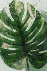 Big green tropical leaf behind wet glass with rain drops.