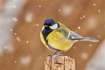 The Great Tit (Parus major)