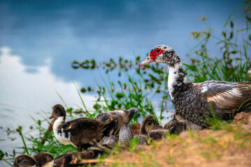 duck family walking on land in animals world. adult male and female muscovy duck protect fluffy duckling on ground. small colorful fluffy birds flock looking for food on ground have grass and plants