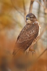 The common buzzard (Buteo buteo)