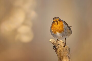The European Robin (Erithacus rubecula)