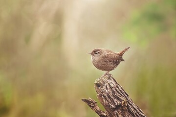 The Eurasian wren (Troglodytes troglodytes)
