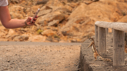 Spain - Fuerteventura - Viewpoint Betancuria animals