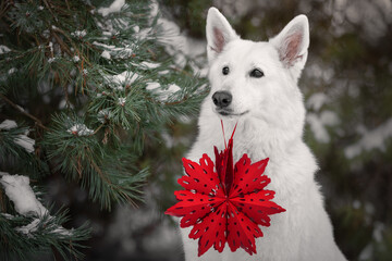 White dog with christmas decoration