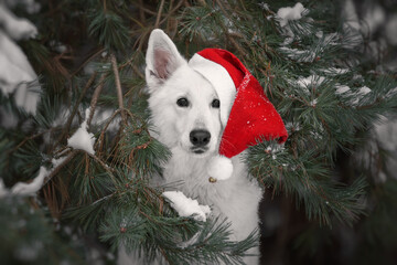 White dog with christmas hat