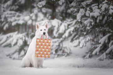 White dog with a gift bag in mouth