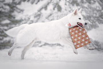 White dog with a gift bag in mouth