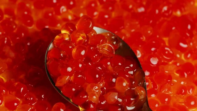 Teaspoon with juicy red caviar on background of caviar. Salmon caviar grainy. Close up.