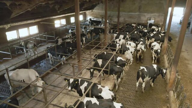 Cattle, cows in an old barn. Black and white cows