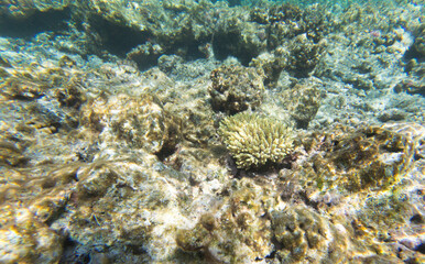 Naklejka na ściany i meble The well preserved coral reef