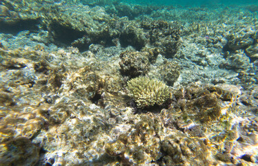 Fototapeta na wymiar The well preserved coral reef