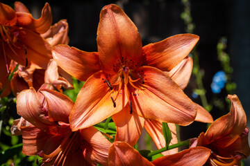 Russia. Kronstadt. July 21, 2022. Bright orange flowers of a lanceolate lily.