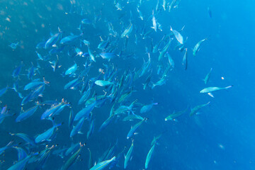 Fototapeta na wymiar View of large group of fusiliers fishes