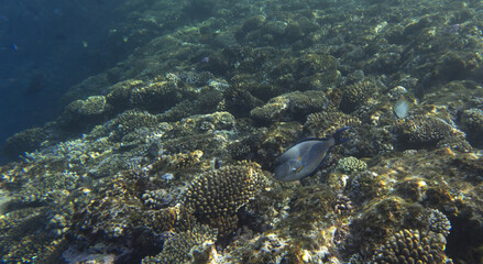 View of colorful coral reef