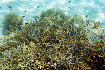 Fototapeta na wymiar View of the coral reef