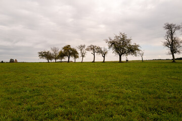 Meadow with fruit trees in autumn